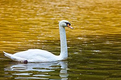 《巫师3》更新后 你现在终于可以抚摸萝卜了