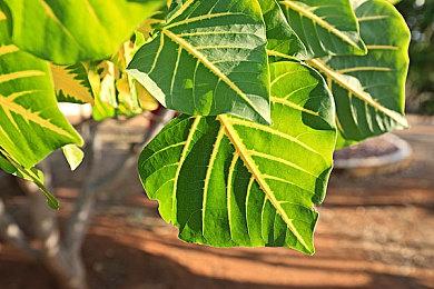 四人同乐动作游戏《库酷族：失落的宠物》发售